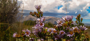 Tetons